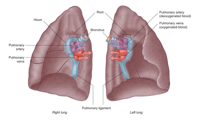 <ul><li><p>The root —</p><ul><li><p>A short tubular collection of structures attaching each lung to structures in the mediastinum </p></li><li><p>Covered in a sleeve of mediastinal pleura reflecting onto the lung surface as visceral pleura</p></li><li><p>Originates the pulmonary ligament — thin blade-like pleural fold projecting from the root towards the mediastinum, functioning to stabilize the position of the inferior lobe</p></li></ul></li><li><p>The hilum —</p><ul><li><p>The region outlined by this pleural reflection on the medial lung surface — where structures enter &amp; leave</p></li></ul></li></ul>