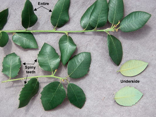 <p>Broadleaf evergreen tree/shrub, 20-60 ft (6-18 m) high, short trunk, spreading horizontal branches, sometimes shrubby.&nbsp;&nbsp;Leaves alternate, simple, elliptical to oblong, 2.5-7.5 cm long, 1.2-4 cm wide, often with spiny teeth, some entire, thick, leathery, shiny green above and yellowish or gray below.&nbsp;Male catkins.&nbsp;Acorns egg-shaped, variable in size, 2-5 cm long, with a golden-scaled (<em>chryso</em> - gold, <em>lepis</em> - scale) turban-like cap; requires two seasons to mature. Native to southwest Oregon, California, Nevada, Arizona.</p>