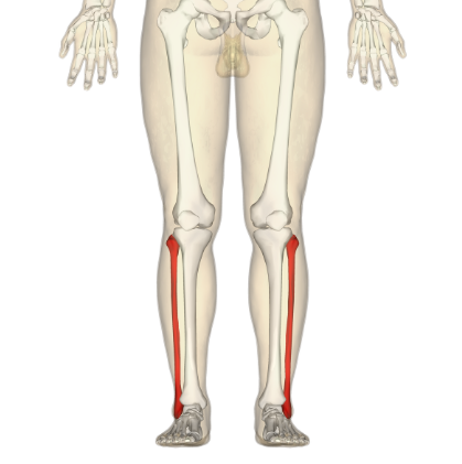 <p>What bone is this?</p>