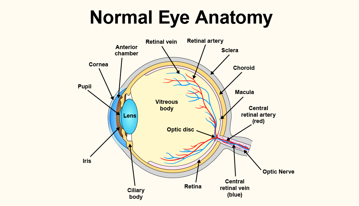 <p>What is the retina?</p>