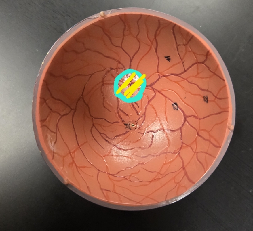 <p>Anatomy of the eye: Tunics</p>