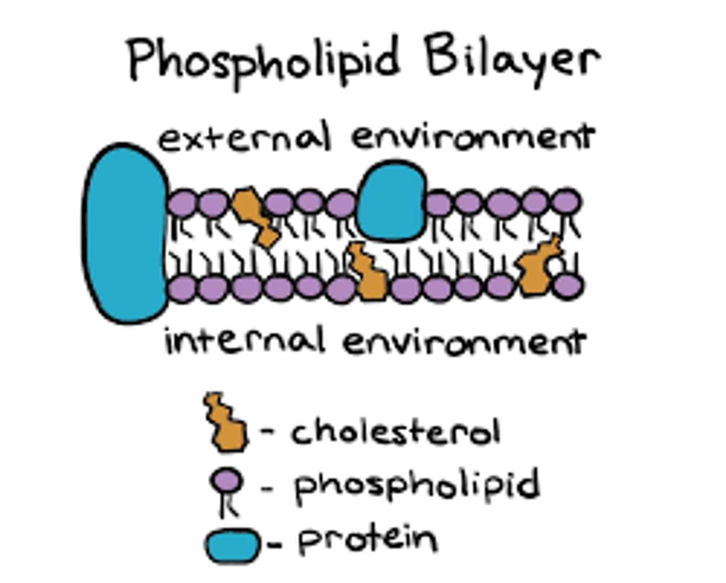<p>-precursor to vitamin D, testosterone, estrogen, progesterone, aldosterone, cortisol, and bile salts.</p><p>-they function as hormone's or reduce inflammation/maintain fluidity of cell membrane</p><p>-yes provides cell membrane structural integrity and fluidity</p>