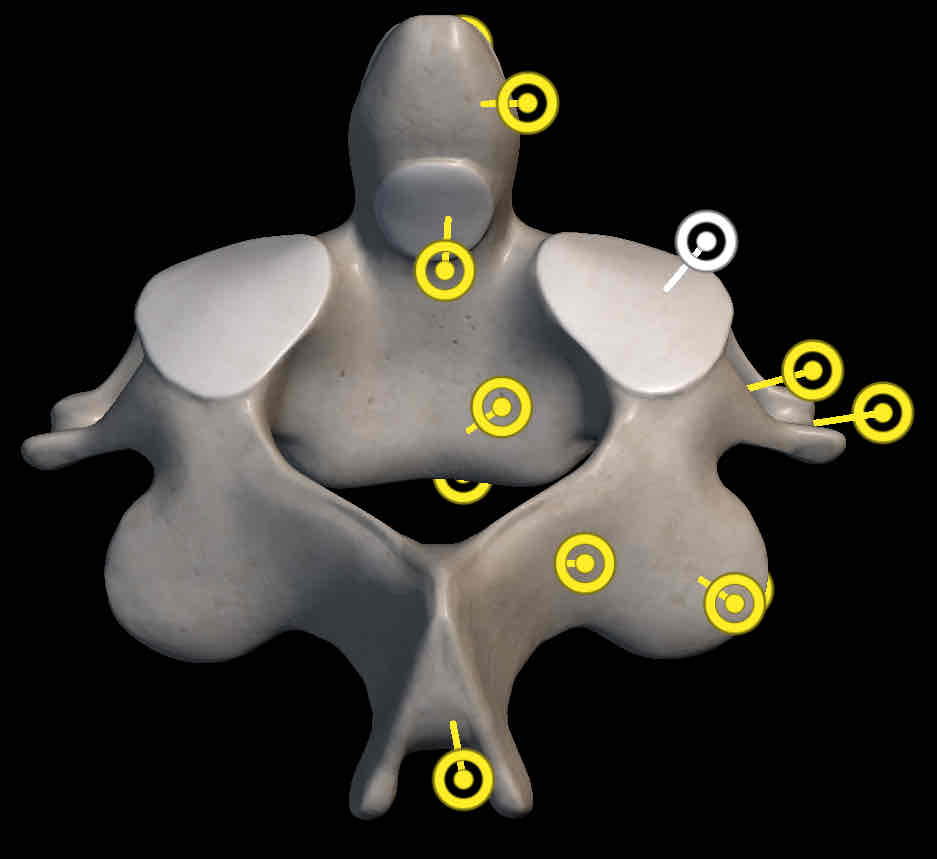 <p>Name this structure </p>