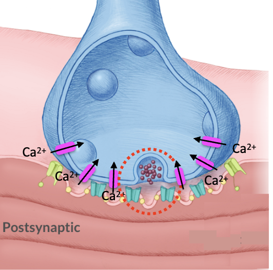 <p>Evidence:&nbsp;</p><p>1. Increasing extracellular Ca++ at NMJ leads to larger EPPs</p><ol start="2"><li><p>Adding Ca++ buffer abolishes EPPs</p></li><li><p>Injection of Ca++ into presynaptic terminal drives EPPs</p></li></ol><p></p>