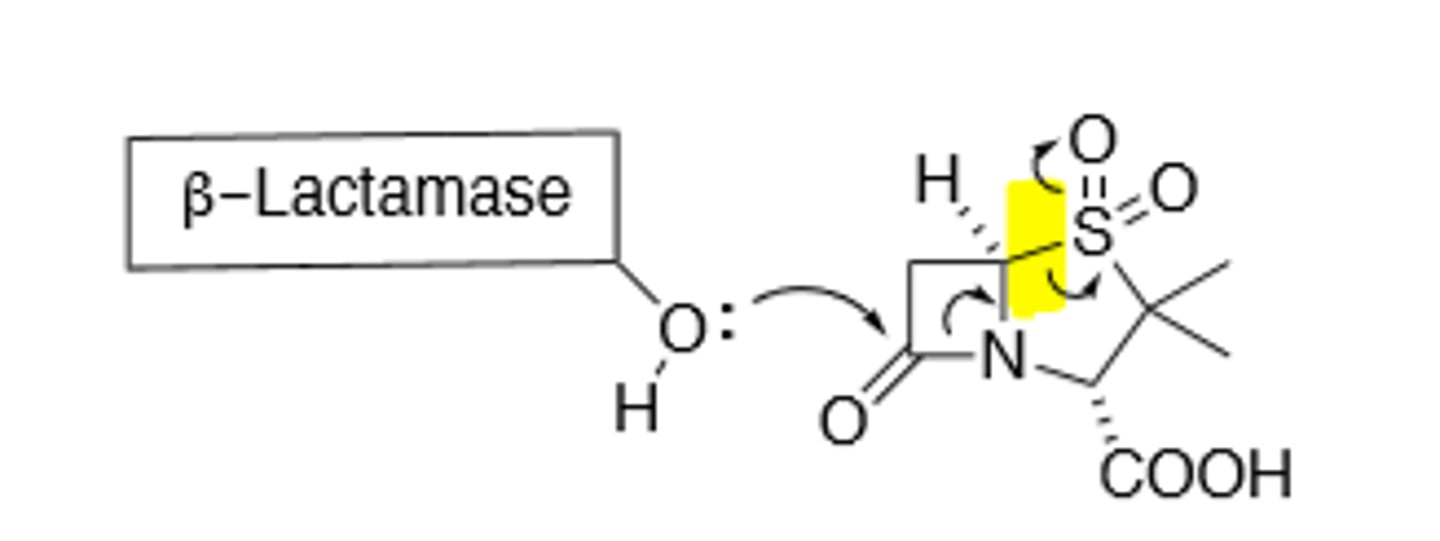 <p>B-lactamase inhibitor</p>