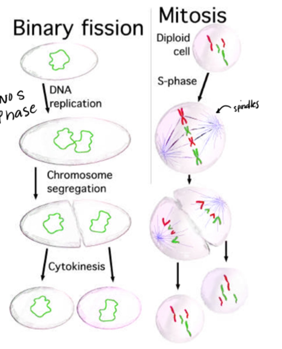 <p>Binary fission does not duplicate its looped DNA, as prokaryotes do not use all the DNA at the same time, therefore unaffected.</p><p>Mitosis does duplicate DNA, as eukaryotes depend on having their complete set of DNA.</p>