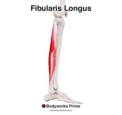 <p>Longest.</p>