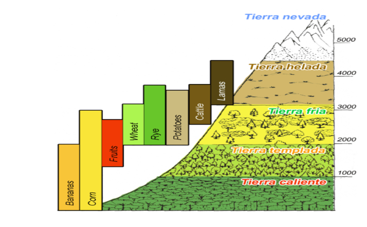 <p><strong><em>Elevation (</em></strong>Montane Zonation)</p><p style="text-align: start">This image shows the altitudinal zones of the Andes Mountains and the corresponding communities of agriculture and livestock.</p><p style="text-align: start"><strong>Temperature and oxygen </strong>availability are the major abiotic factors determining the zones but <strong>ultraviolet radiation</strong>may also be a factor at high altitudes.</p><p><br></p>
