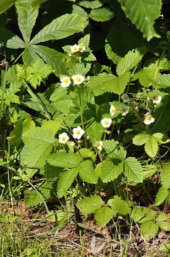 <p>Fragaria moschata - Rosaceae</p>