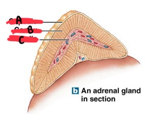 <p>B</p>