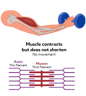 <p>muscle contraction produces force to support the load but doesn’t shorten</p><p>no movement</p><p>actin and myosin still try to slide, but they do not manage to actually move past each other and sacromere length stays the same</p>