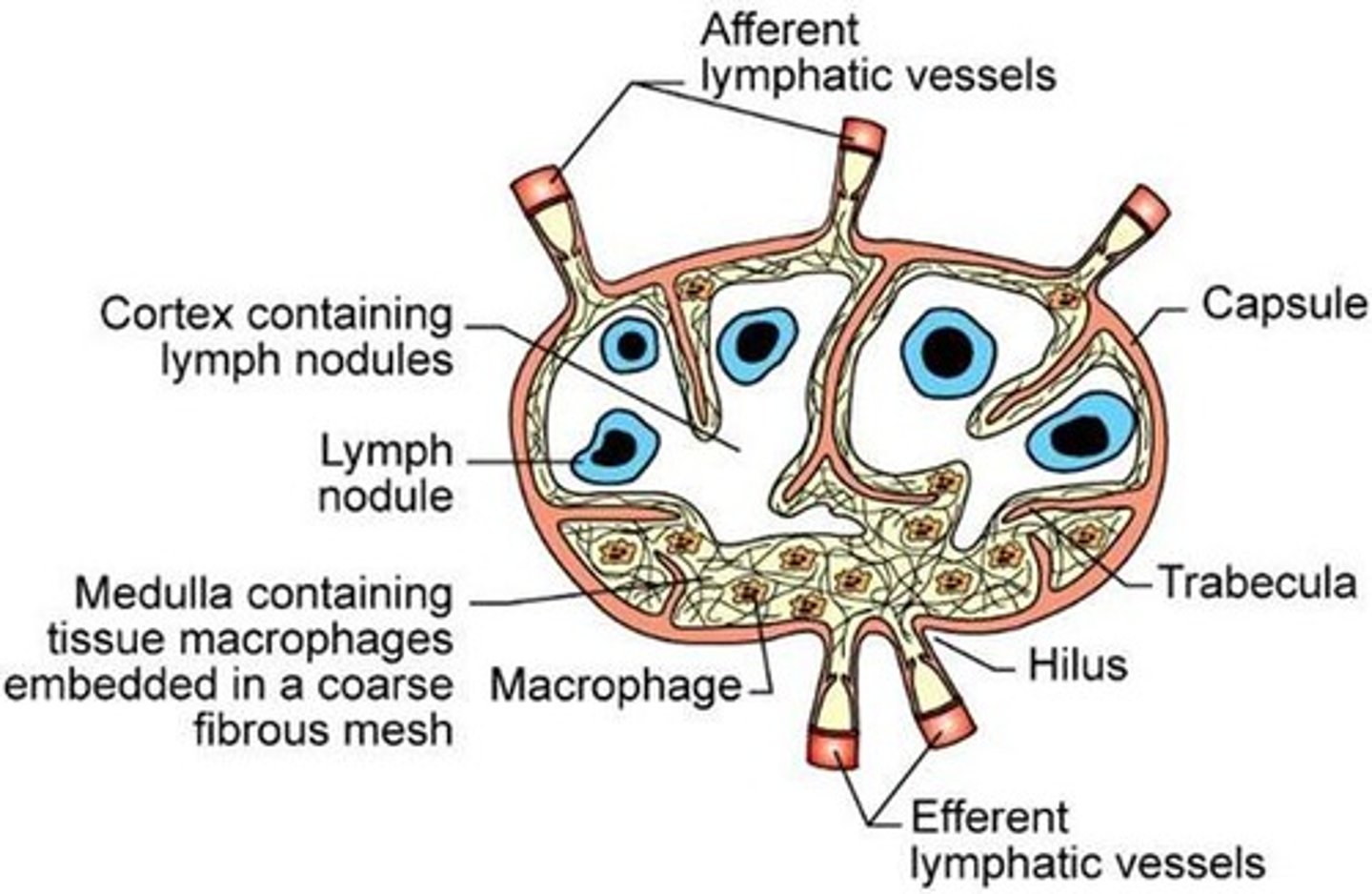 <p>Filter lymph and produce immune responses.</p>