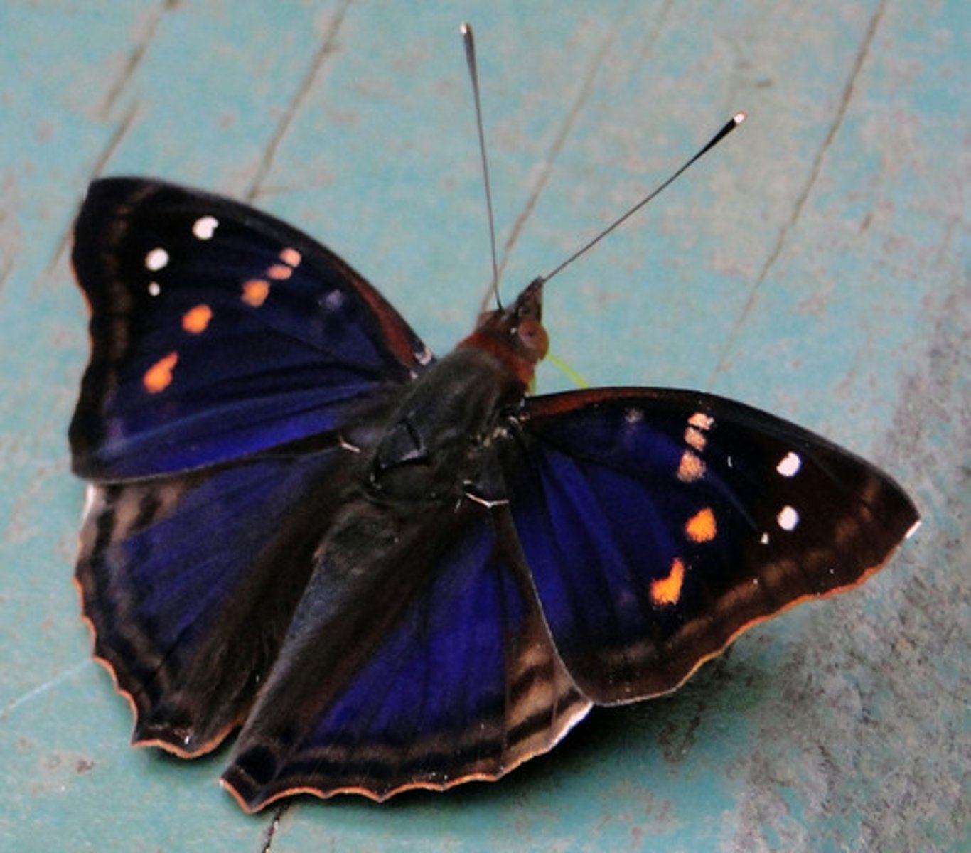 <p>butterfly</p>