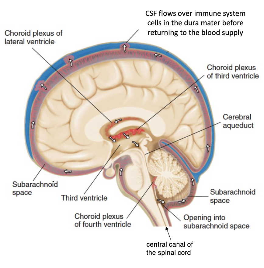 <p>→ 4 interconnected chambers in the center of the brain filled with choroid plexus</p><ul><li><p><strong>(2) Lateral ventricles </strong>→ largest chambers right underneath <strong>cerebrum</strong></p></li><li><p><strong>Third ventricle</strong> → lies between 2 thalamic nuclei at center of the <strong>brain</strong></p></li><li><p><strong>Cerebral aqueduct</strong> → long, tube-like structure connecting the third and fourth ventricles</p></li><li><p><strong>Fourth ventricle </strong>→ located in <strong>hindbrain</strong> (between <strong>pons</strong> and <strong>cerebellum)</strong></p><ul><li><p>Connects to <strong>central canal</strong> of <strong>spinal cord</strong></p></li></ul></li></ul><p></p>