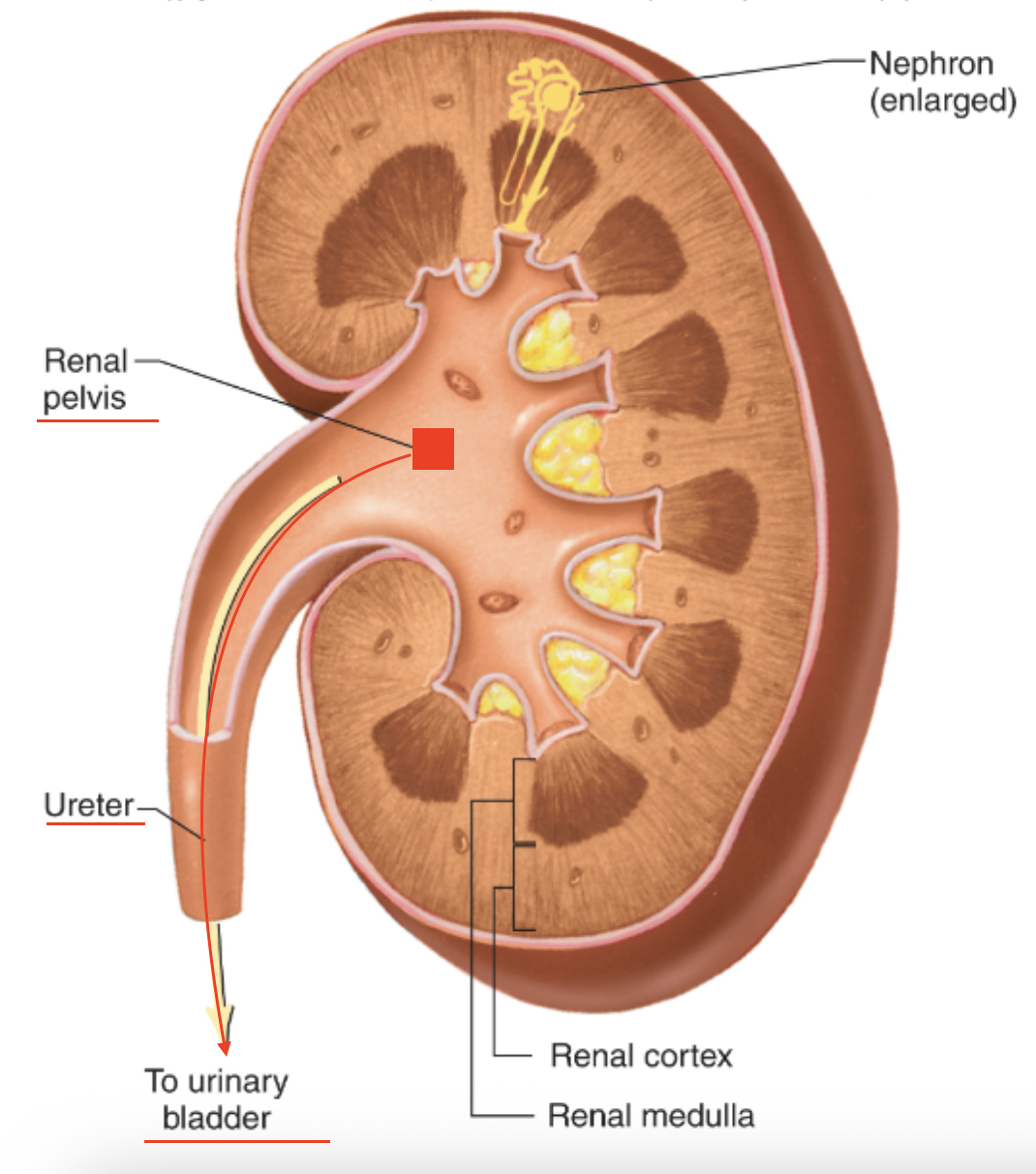 <p>B. Ureter</p><ul><li><p>ureter is the tube that carries urine from the renal pelvis to the urinary bladder</p></li></ul><p></p>