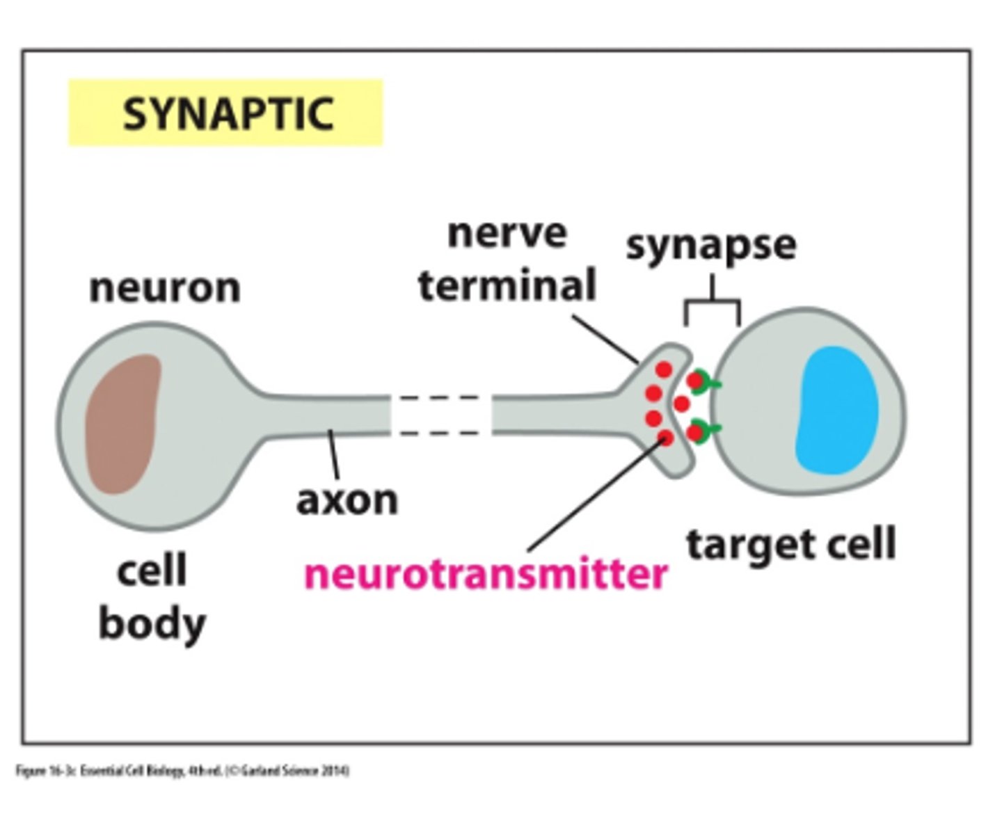 <p>-a nerve cell releases neurotransmitter molecules into a synapse, stimulating the target cell</p><p>-rapid response</p>