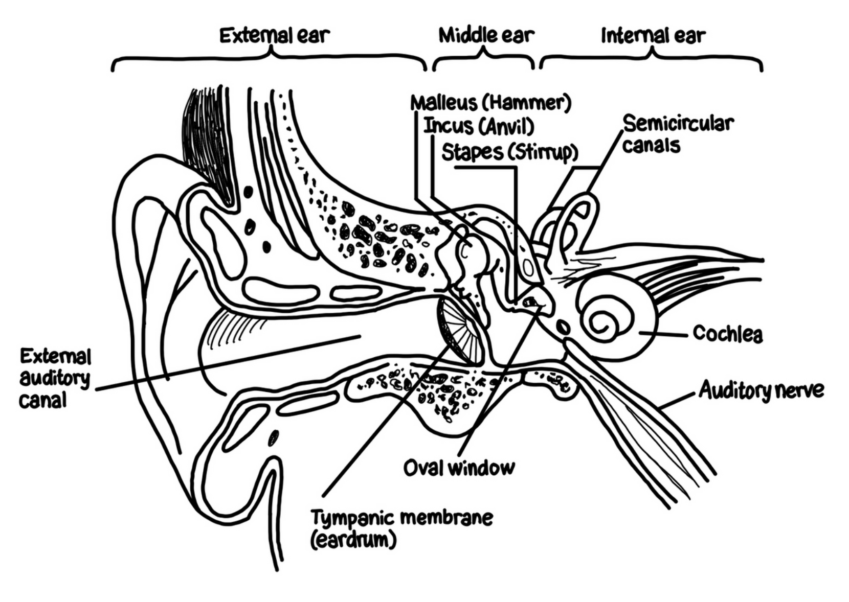 <ul><li><p>Sound waves are collected in your outer ear (pinna) and travel down the ear canal until they reach the eardrum (tympanic membrane).</p></li><li><p>The membrane vibrates as the sound waves hit it and is attached to the first in a series of 3 small bones (collectively known as the <strong>ossicles</strong>)</p></li><li><p>Eardrum connects with the <strong>hammer</strong> (malleus), which connects to the <strong>anvil</strong> (incus), which connects to the <strong>stirrup</strong> (stapes)</p></li><li><p>The vibration of the eardrum is transmitted by these 3 bones to the <strong>oval window</strong> which is attached the to cochlea, a structure shaped like a snail’s shell filled with fluid. As the oval window vibrates, the fluid moves.</p></li><li><p>The floor of the cochlea is called the basilar membrane. It’s lined with hair cells connected to the <strong>organ of Corti</strong>, which are neurons activated by the movement of the hair cells. When the fluid moves, the hair cells move and transduction occurs. The organ of Corti fires, and these impulses are transmitted to the brain via the auditory nerve.</p></li></ul>