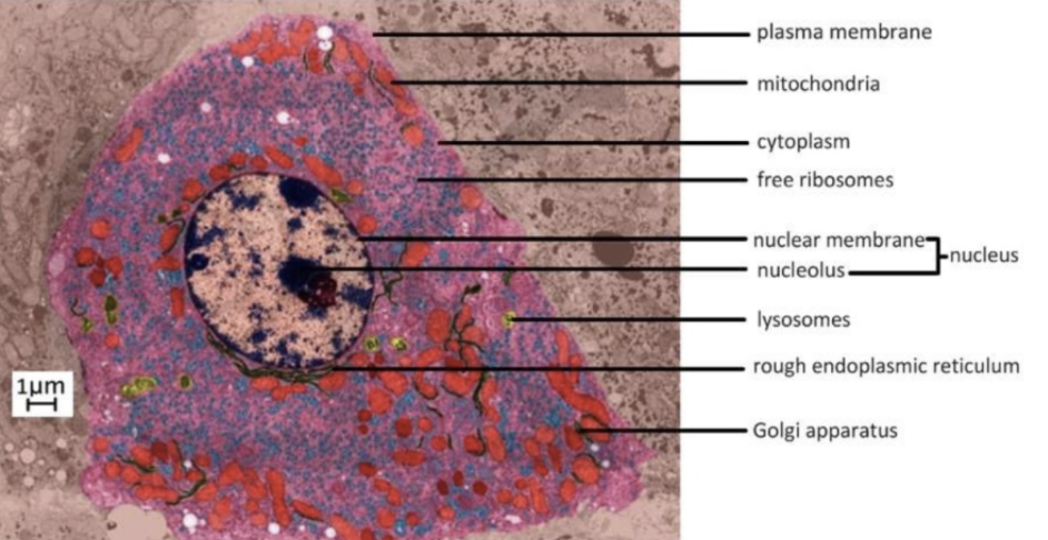 knowt flashcard image