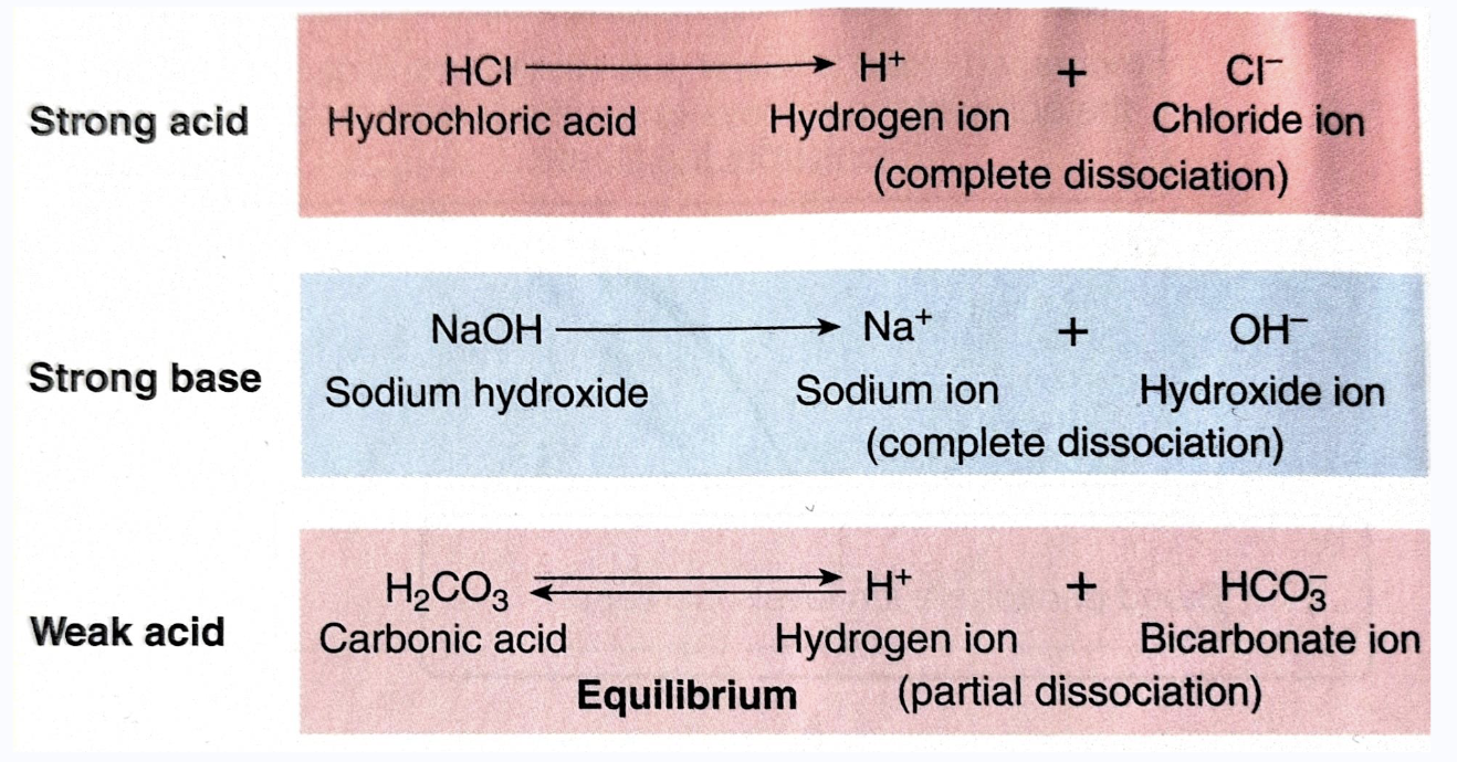 <ul><li><p>strong: lots of H+ ions dissociate into solution</p></li><li><p>weak: some H+ ions released (not all molecules dissociate entirely, some remain intact) </p></li></ul><p></p>