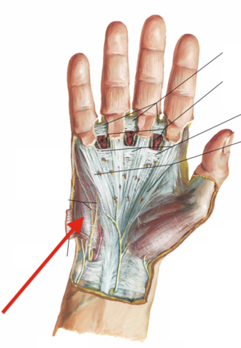 <p>forms medial compartment of hand, containing the hypothenar muscles proximal to the base of the 5th finger</p>