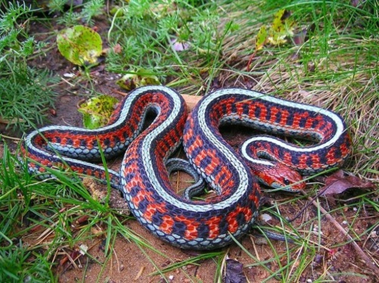 <p>a snake</p>