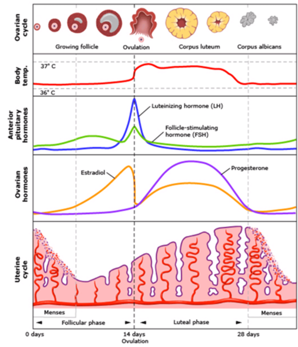 <p>-End of Ovulation (14)</p><p>- Corpus luteum functions (Day 14-25)</p><p>-Corpus luteum degenerates (25-28)</p>