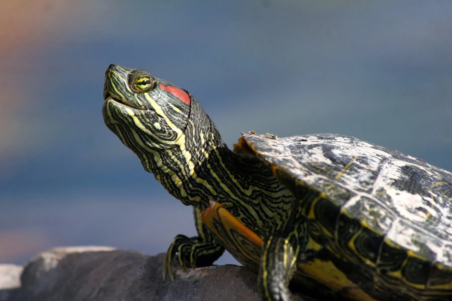 <p>Red-eared slider</p>