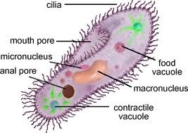 -short appendages containing microtubules present on some eukaryotes
-used in locomotion (the hairs)