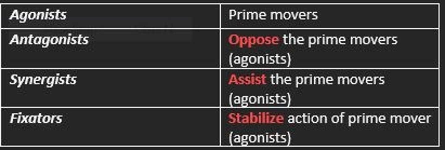 <p>Prime movers</p>