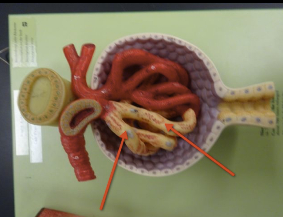 <p>Name the structure</p>