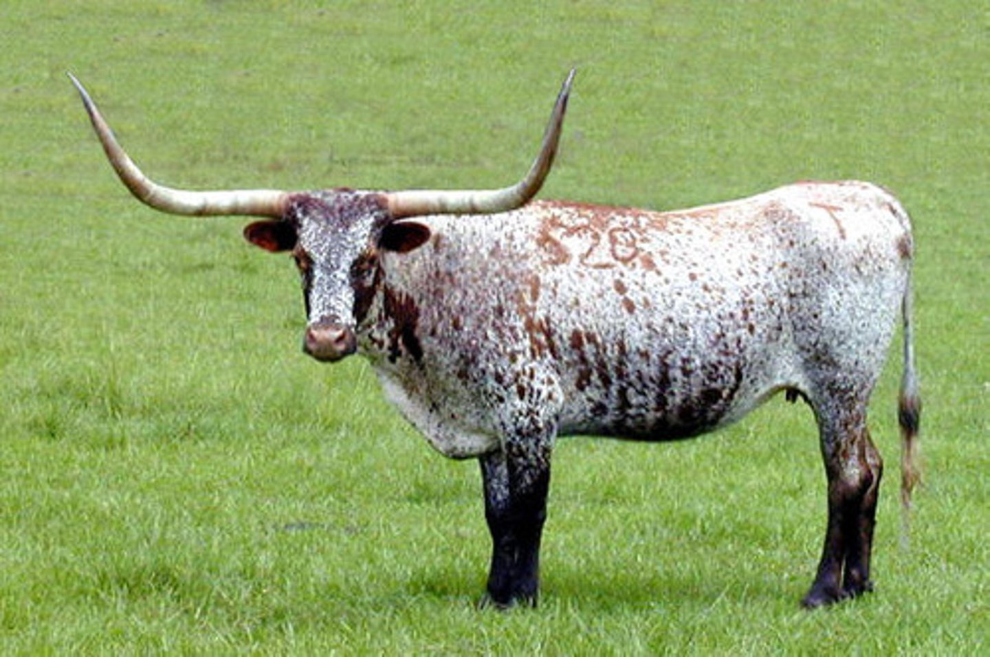 <p>Exotic/European Breed</p><p>Developed in Texas, of spanish origin.</p><p>Long distinctive horns, many colors including speckled and spotted.</p>