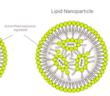 <p>Vaste kern van lipide nanokristallen, omgeven door een laag van oppervlakte actieve stoffen. </p><p>Geschikt voor afgifte nucleinezuren, zoals dna en rna. Stabiele kern zorgt voor bescherming.</p><p>Toepassing: gebruikt bij vaccins en genetische therapieen</p>
