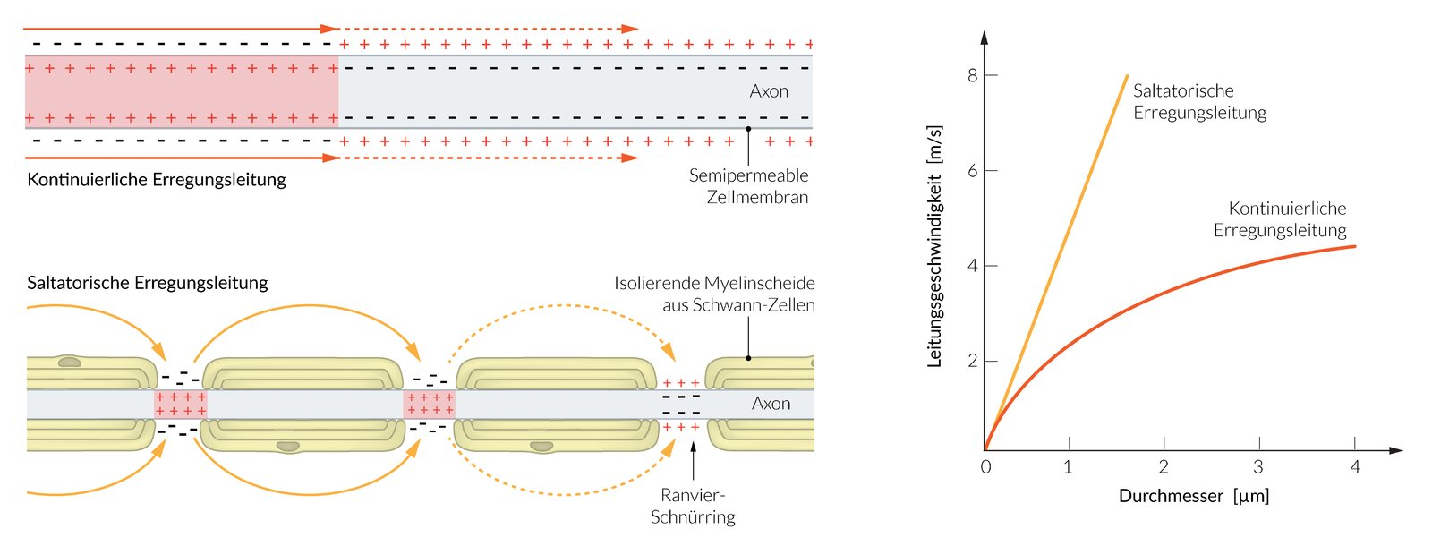 <p>E. They are regenerated during propagation.</p>
