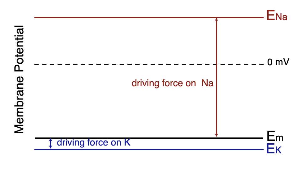 <p>since the resting potential (Em) of the postsynaptic cell is far from the ENa and close to EK, the electrical driving force on Na+ is greater than that for K+. This causes the inward Na+ current to be much larger than the outward K+ current, and the cell depolarizes even when the permeability is equal.</p>