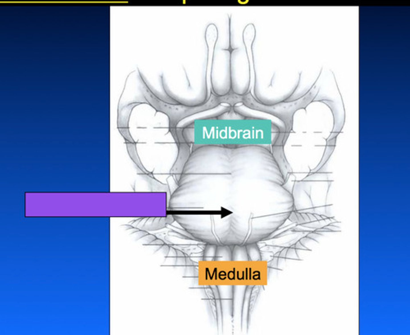 <p>basilar sulcus</p>