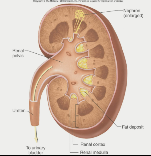 anatomy of kidney (mid)