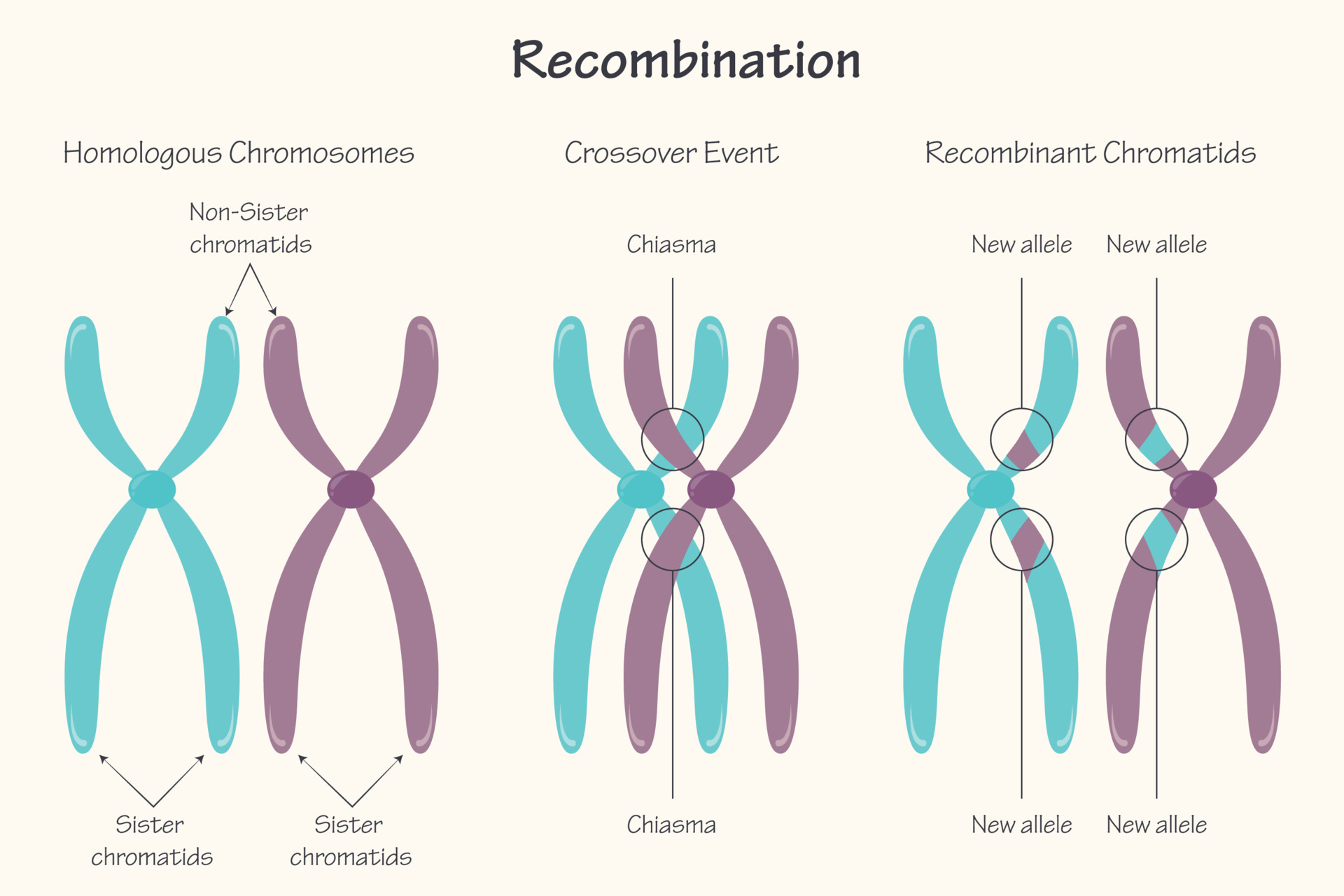 Dit is wanneer er tijdens de meiose, twee homologe chromosomenparen een stuk DNA met elkaar onderling gaan uitwisselen. Het gevolg hiervan, zijn recombinanten die ervoor zorgen dat er meer variatie in een populatie vrijkomt.