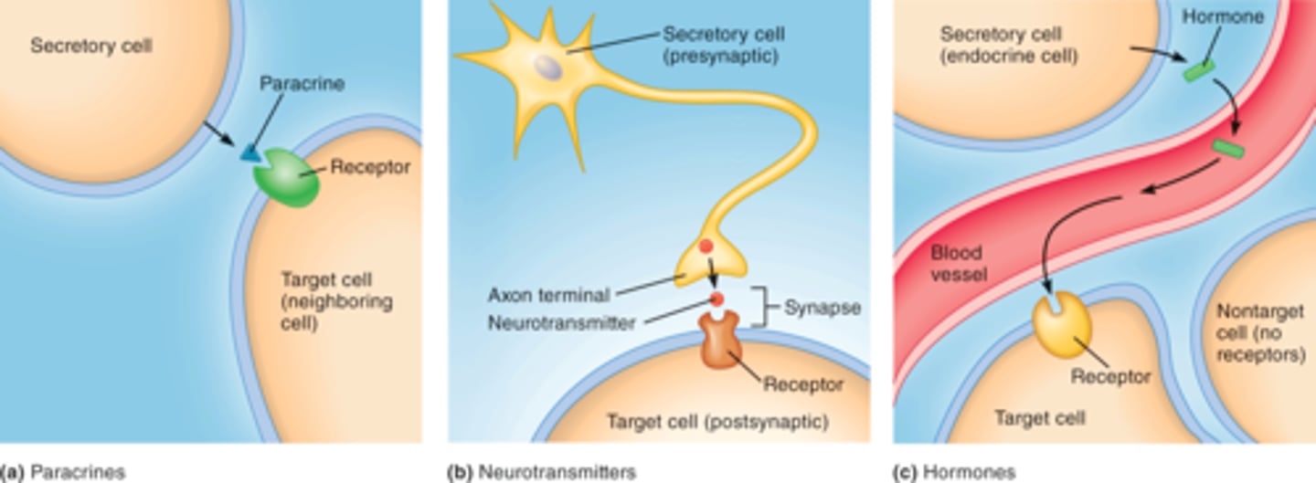 <p>1-Long distance communication-centers of the body(is made of 2 systems:</p><p>-Nervous system </p><p>-Endocrine system</p><p>2- Direct communication= through gap junctions</p><p>3- Indirect communication= via chemical messengers(ligands)</p>
