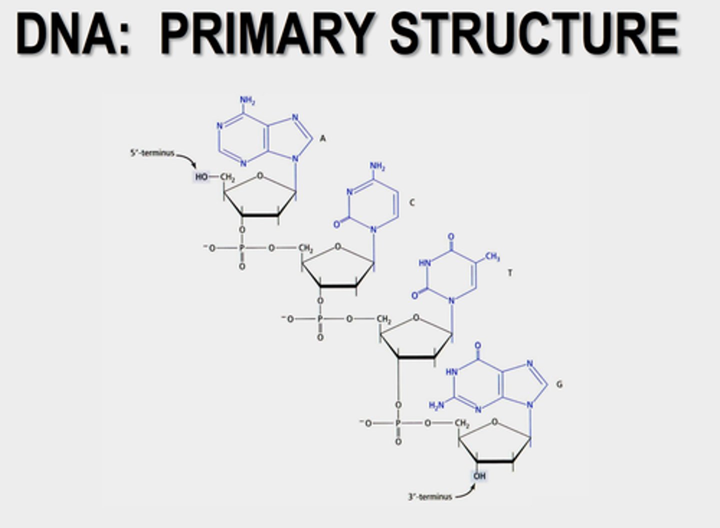<p>1. Strands held together by hydrogen bonds between one purine and one pyrimidine<br>2. Strands are antiparallel (match in opposite ways= 5' 3'--&gt; 3' 5')</p>