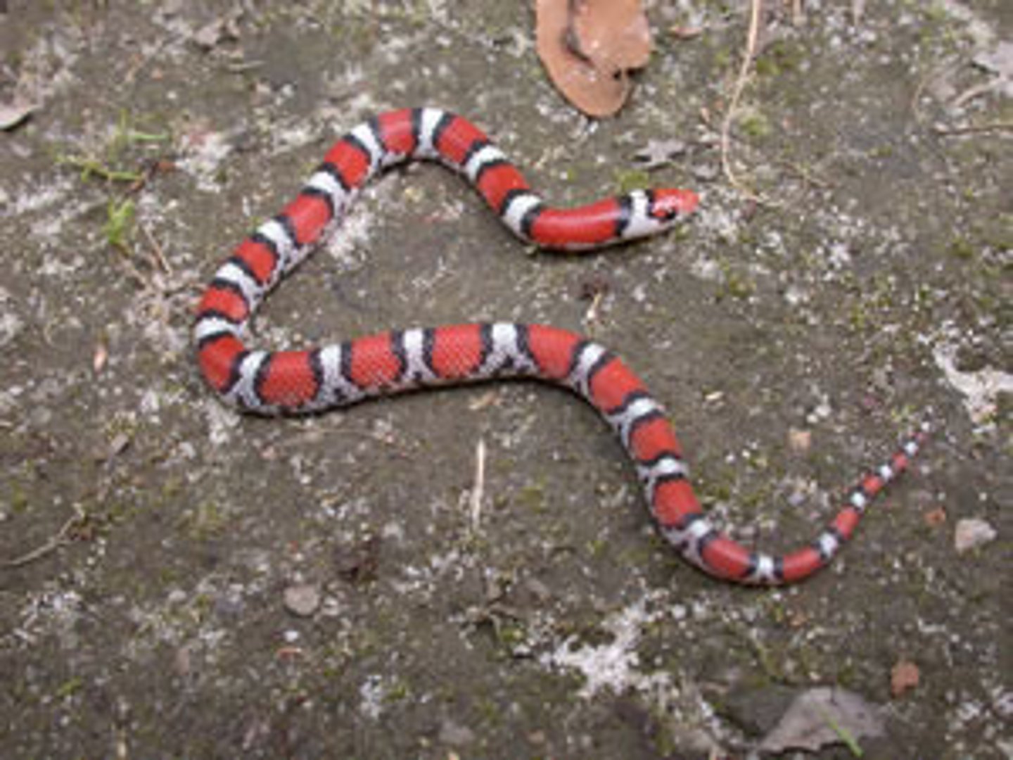 <p>Scarlet snake</p>
