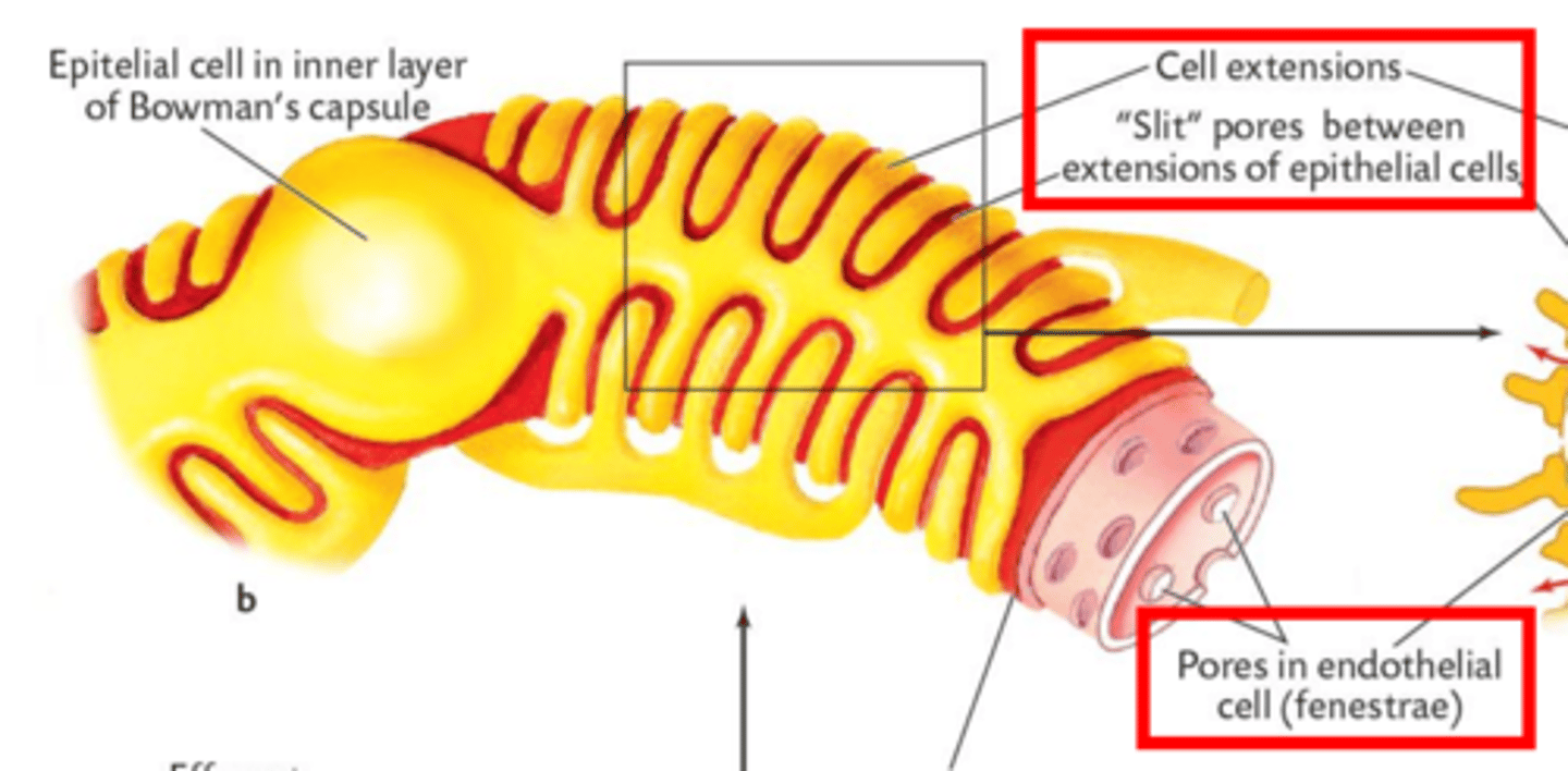 <p>- each cell has many foot-like extensions projecting from its surface</p><p>- the extensions wrap around the capillaries of the glomerulus and interlink with extensions from neighboring cells</p><p>- these extensions fit together loosely leaving filtration slits about 25 nm wide</p><p>- the filtered fluid passes through the filtration slits</p>