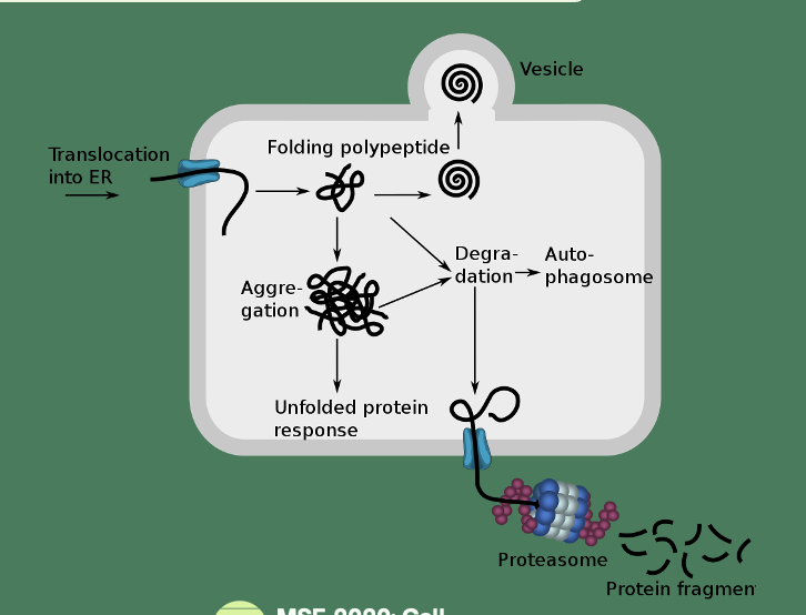 <ul><li><p>Transports misfolded proteins from ER to cytosol </p></li><li><p>E3 ligase Hrd1 ubiquitinates ER proteins, has a transcolon function </p></li><li><p>Valosin (ubiquitin binding factor) contains protein VCP/p97 - transports proteins from ER to cytosol to be degraded</p></li></ul><p></p>