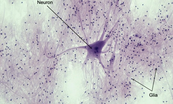 <p>-cellular tissue</p><p><strong><mark data-color="#f3ff4e" style="background-color: rgb(243, 255, 78); color: inherit;">-</mark></strong><mark data-color="#f3ff4e" style="background-color: rgb(243, 255, 78); color: inherit;"><span data-name="star" data-type="emoji">⭐</span></mark><strong><mark data-color="#f3ff4e" style="background-color: rgb(243, 255, 78); color: inherit;">️ha</mark><mark data-color="#f5ff65" style="background-color: rgb(245, 255, 101); color: inherit;">s neuron </mark></strong></p><p><strong>-function </strong>→<strong> communication, control</strong> & <strong>coordination of </strong><span><strong><span>body activities</span></strong><span> through </span><strong><span>electrical</span></strong><span> & </span><strong><span>chemical signals</span></strong></span></p>
