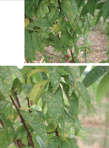 What is this injury called?