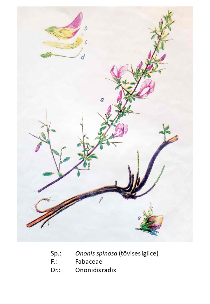 <p>tövises iglice</p>
