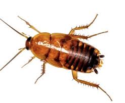 <p>Drobne zwierzęta które wyrządzają szkody w naszym domu </p>