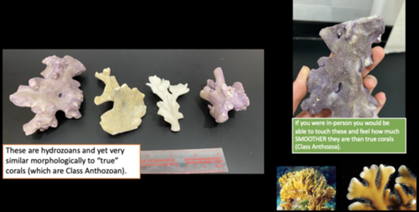 <p>Phylum: Cnidaria</p><p>Class: Hydrozoa</p><p>Genus: Millepora</p><p>Common name: Fire Coral</p>