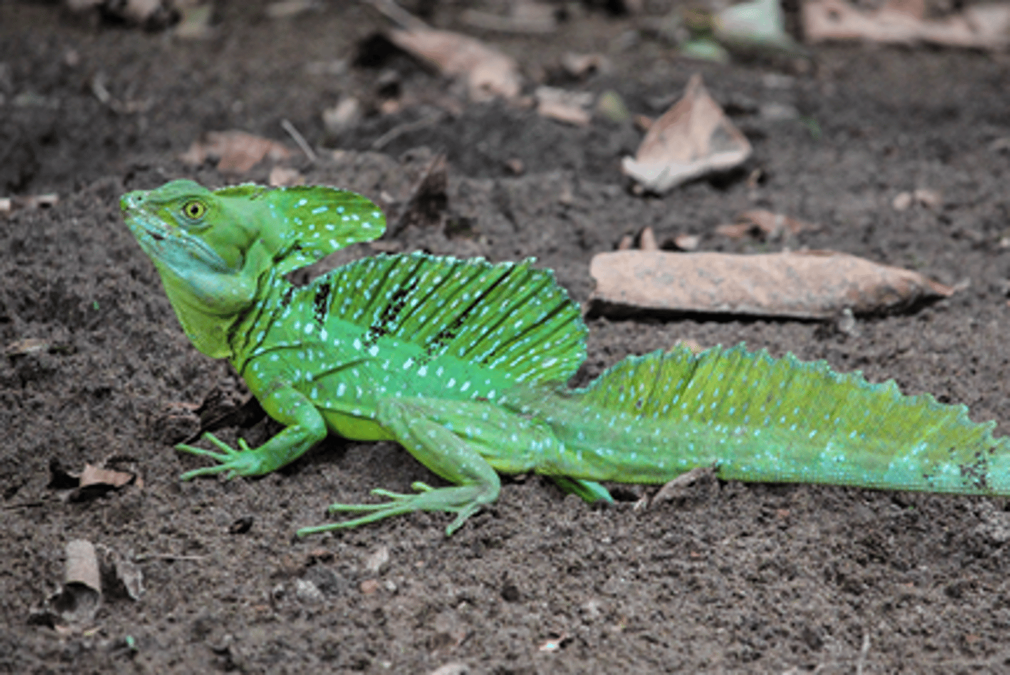 <p>(Basiliscus plumifroms)</p>