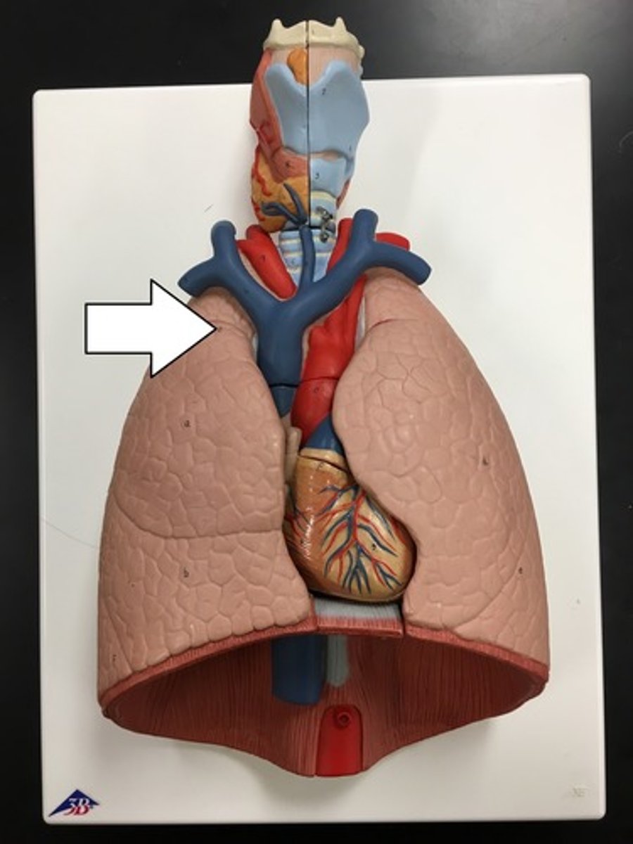 <p>tip or uppermost portion of the lung</p>