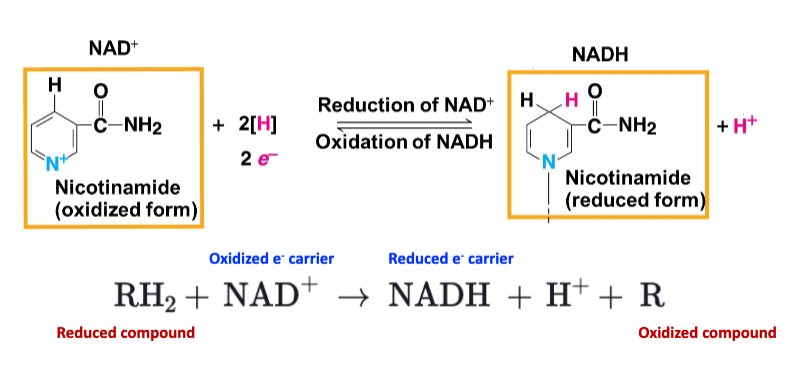 Nicotinamide Redox Reaction